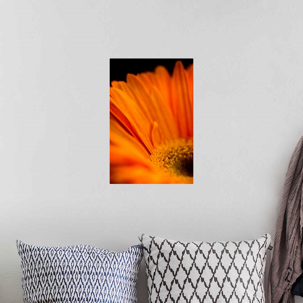 A bohemian room featuring A rich orange daisy like flower in close-up.