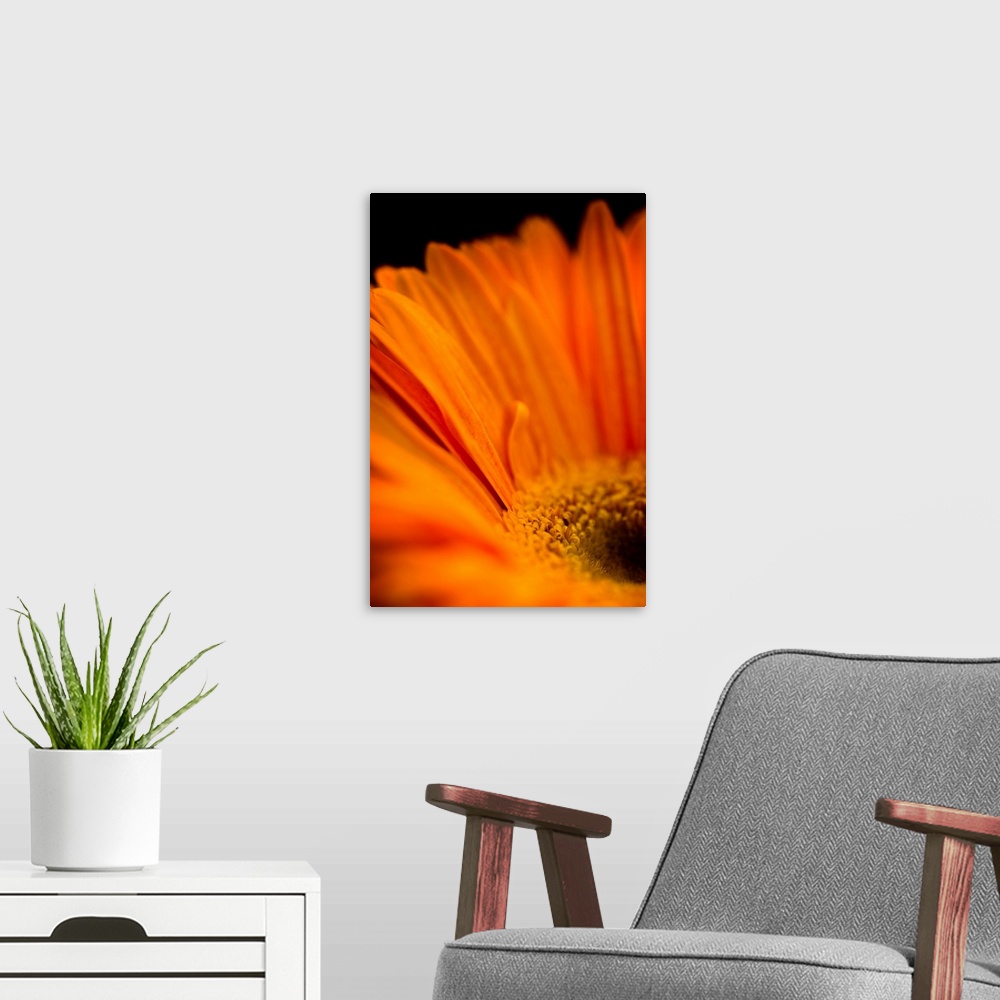 A modern room featuring A rich orange daisy like flower in close-up.
