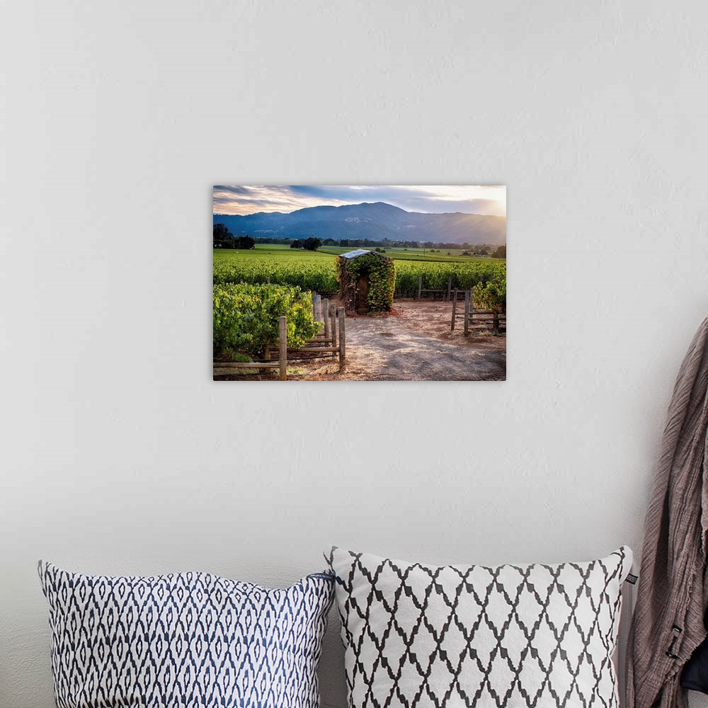 A bohemian room featuring Fine art photo of a small shed in a vineyard in the late afternoon.
