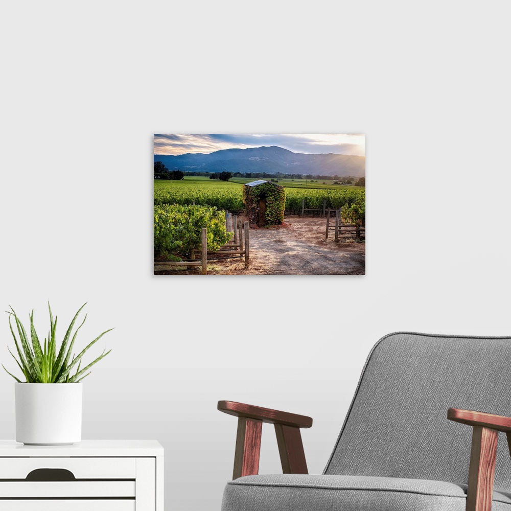 A modern room featuring Fine art photo of a small shed in a vineyard in the late afternoon.