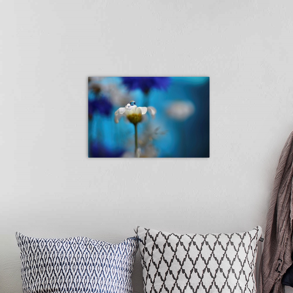 A bohemian room featuring Macro photograph of a daisy with a dew drop on top with cornflowers and daisies in the blurred ba...