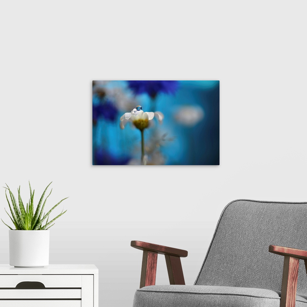 A modern room featuring Macro photograph of a daisy with a dew drop on top with cornflowers and daisies in the blurred ba...