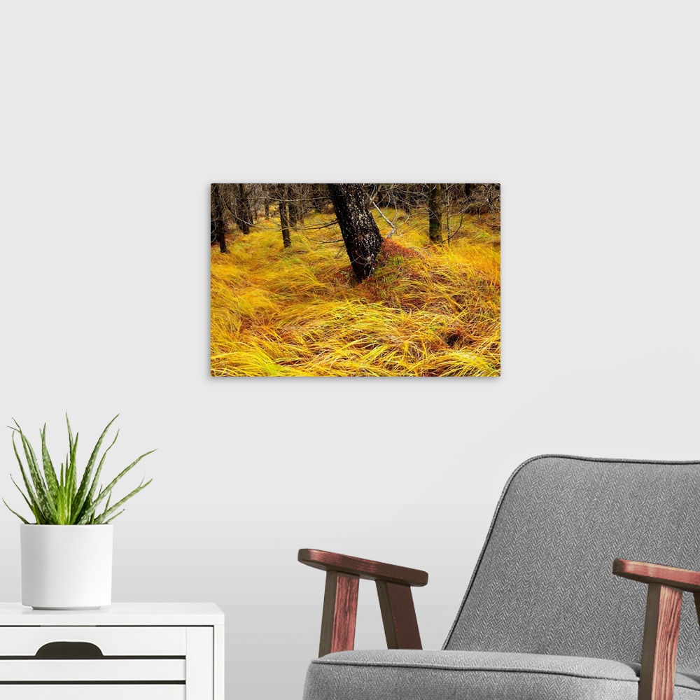 A modern room featuring A forest floor covered in yellow grass.