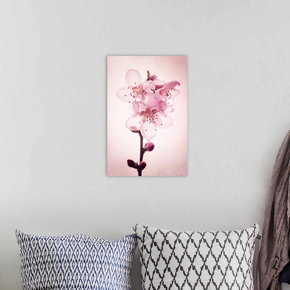 A bohemian room featuring Cherry blossoms with photo texture