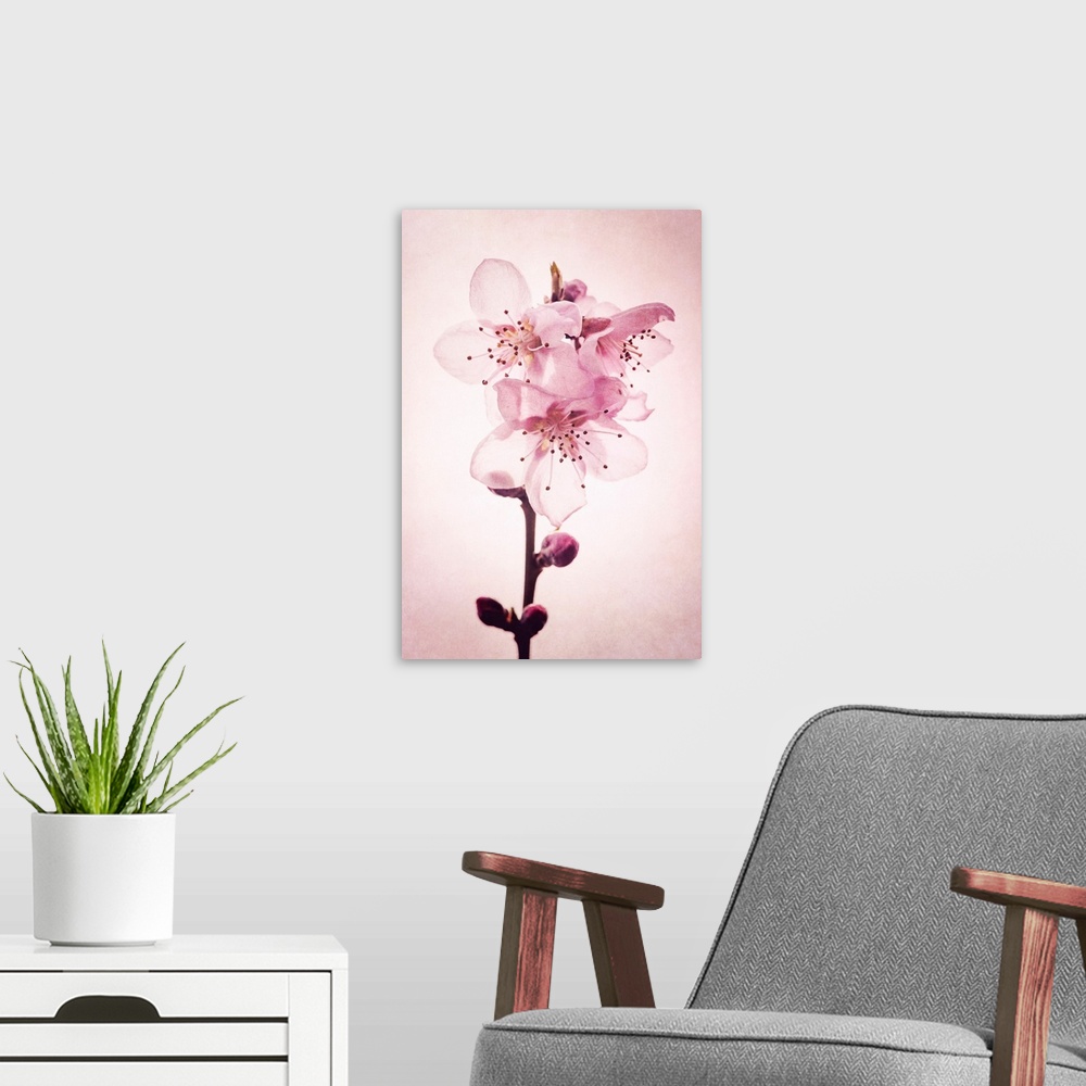 A modern room featuring Cherry blossoms with photo texture
