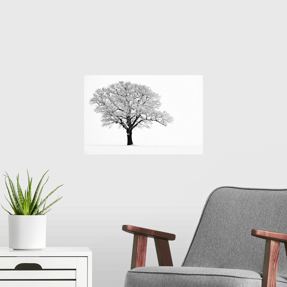 A modern room featuring Landscape, fine art photograph on a big wall hanging of a lone tree with snow covered branches, o...