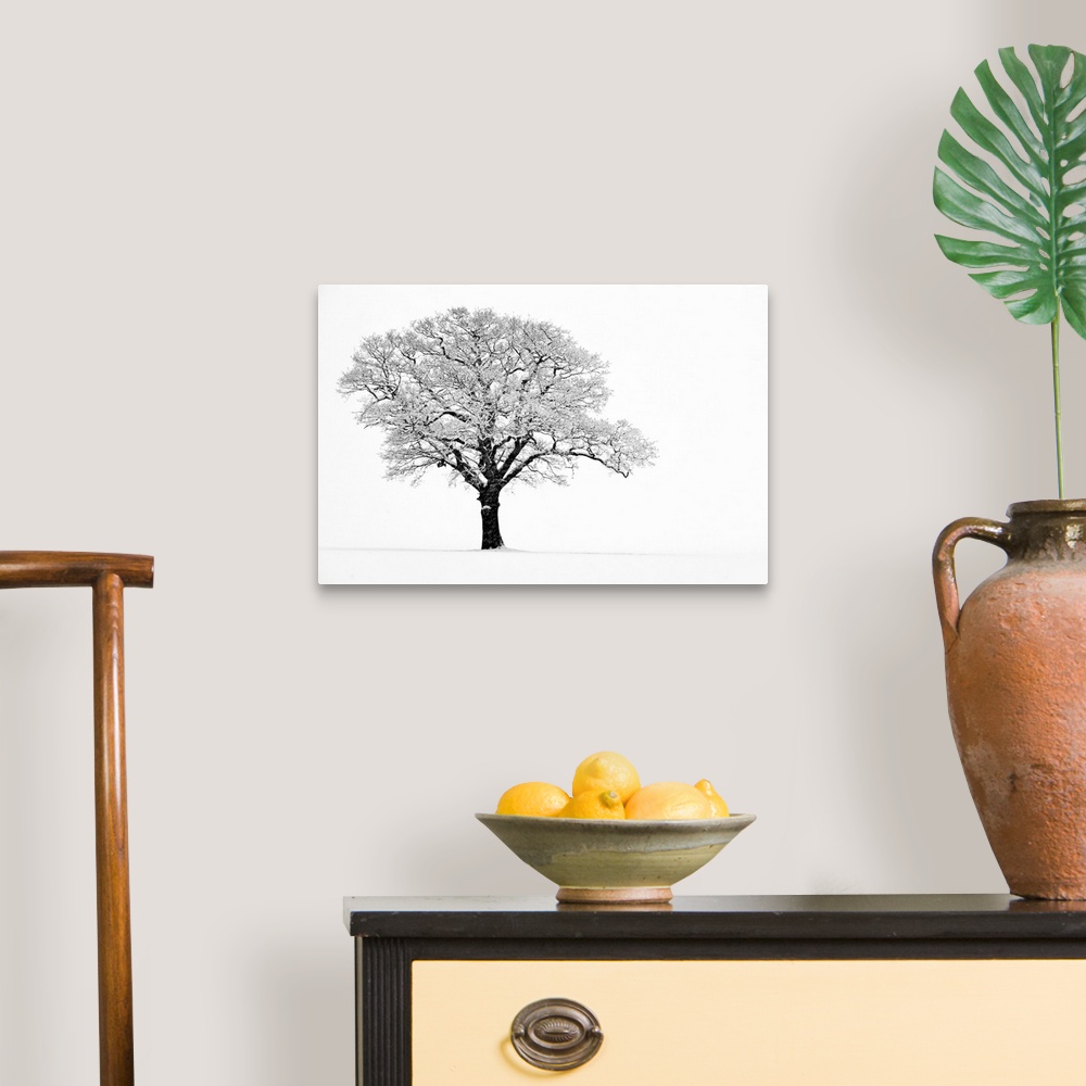 A traditional room featuring Landscape, fine art photograph on a big wall hanging of a lone tree with snow covered branches, o...