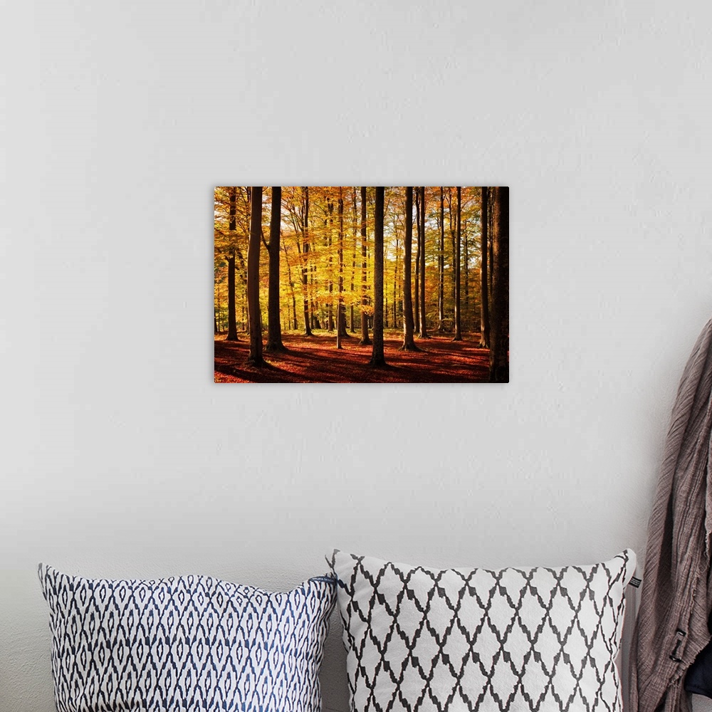 A bohemian room featuring Fine art photo of a forest of narrow trees casting long shadows in autumn.