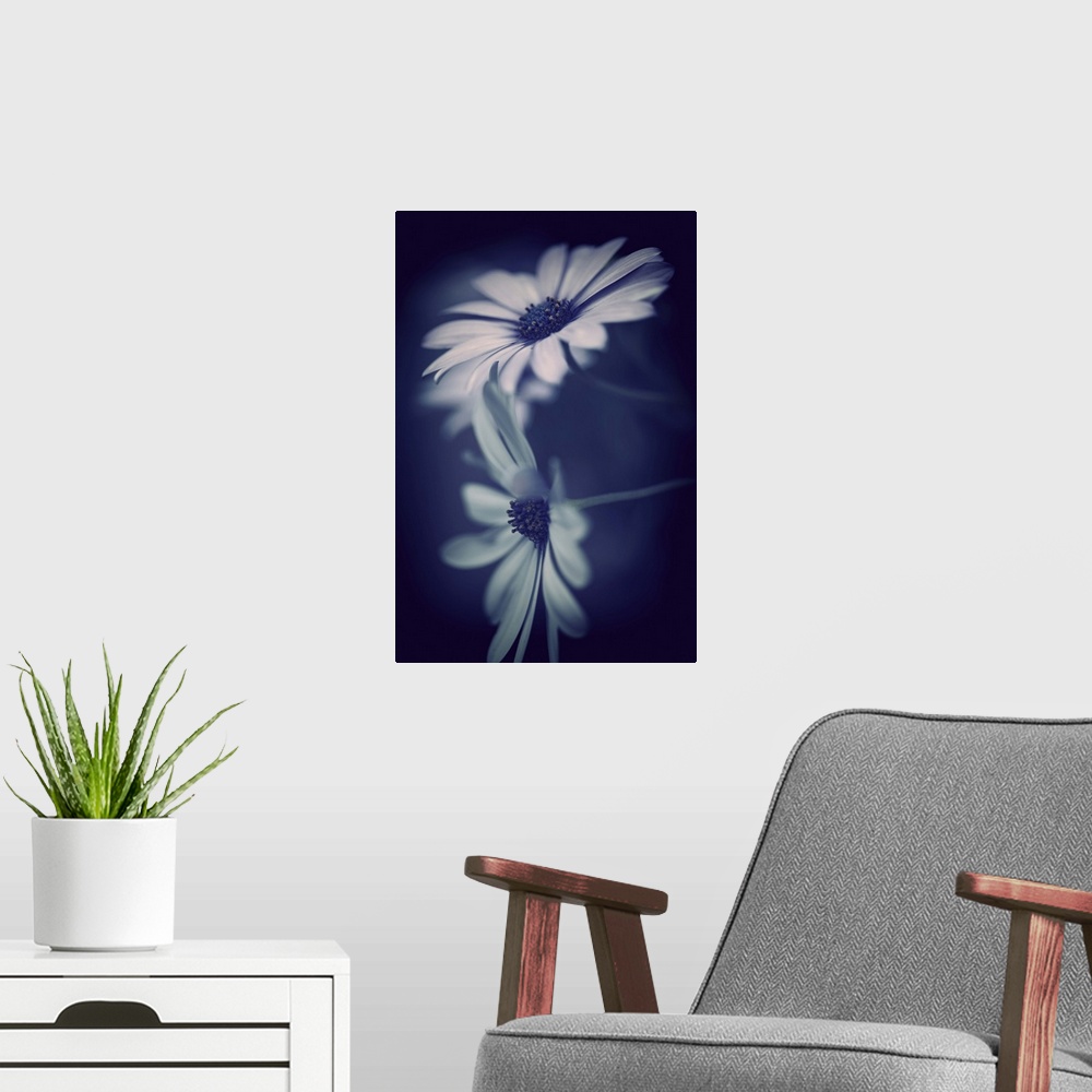 A modern room featuring A photograph of white flowers against a vibrant blue background.