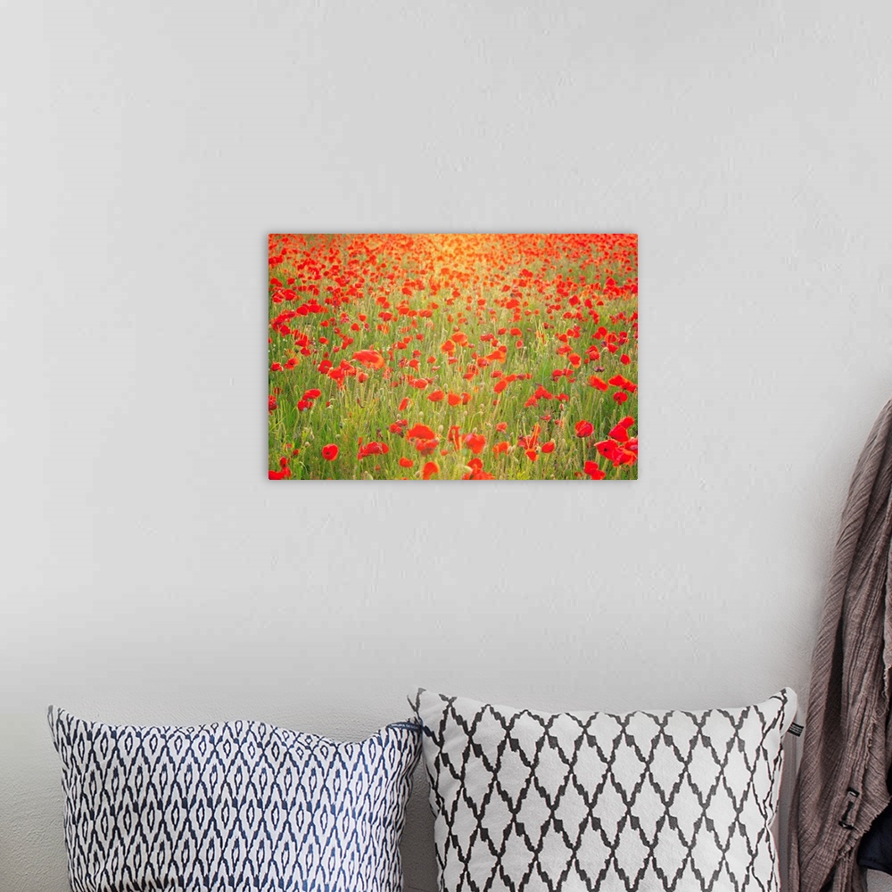 A bohemian room featuring Photograph of meadow filled with poppies.