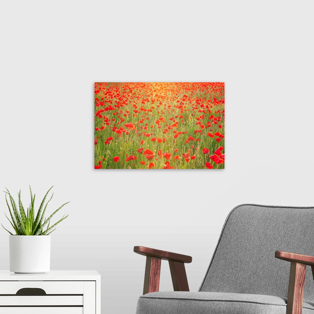 A modern room featuring Photograph of meadow filled with poppies.