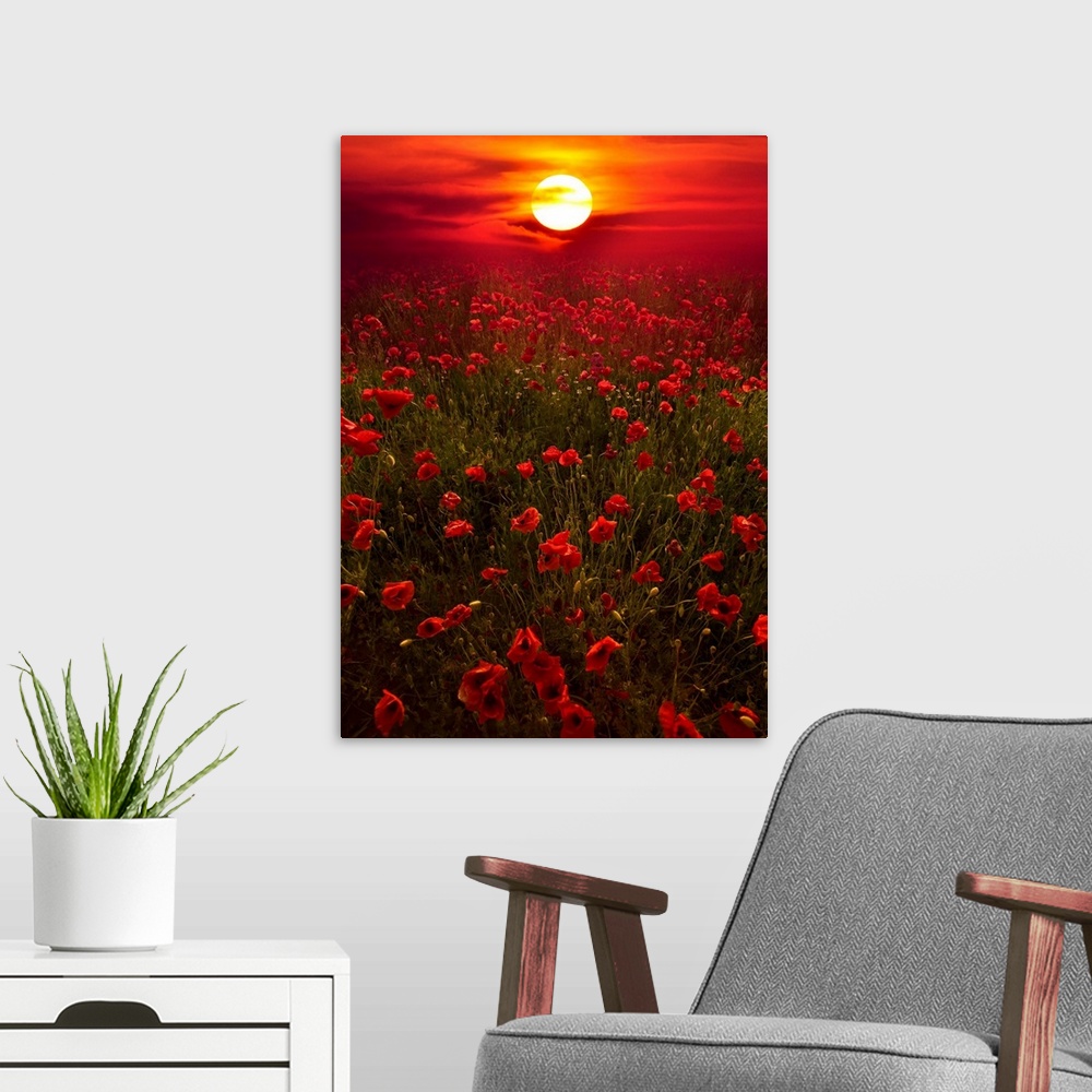 A modern room featuring Giant photograph showcases the sun beginning to set over a landscape filled with poppy flowers al...