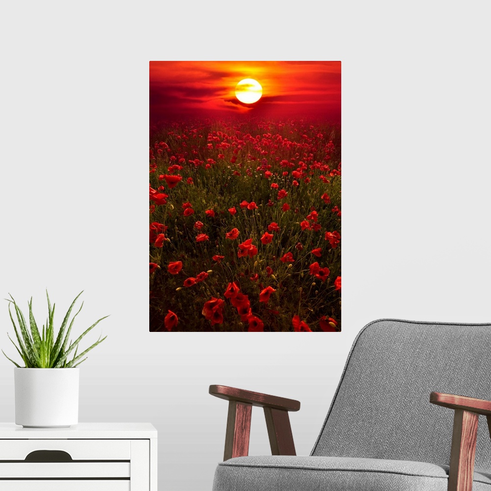 A modern room featuring Giant photograph showcases the sun beginning to set over a landscape filled with poppy flowers al...