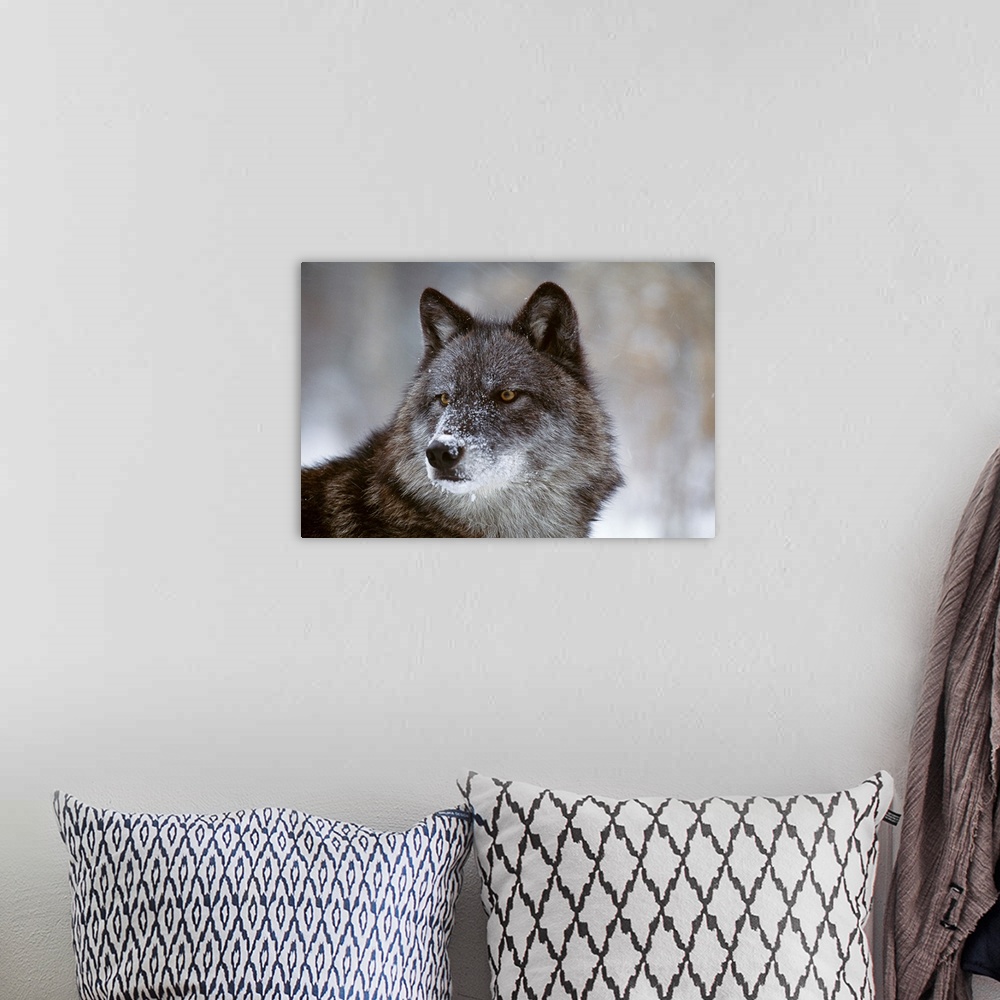A bohemian room featuring Picture taken closely of a wolf that is staring intently at an object out of view.