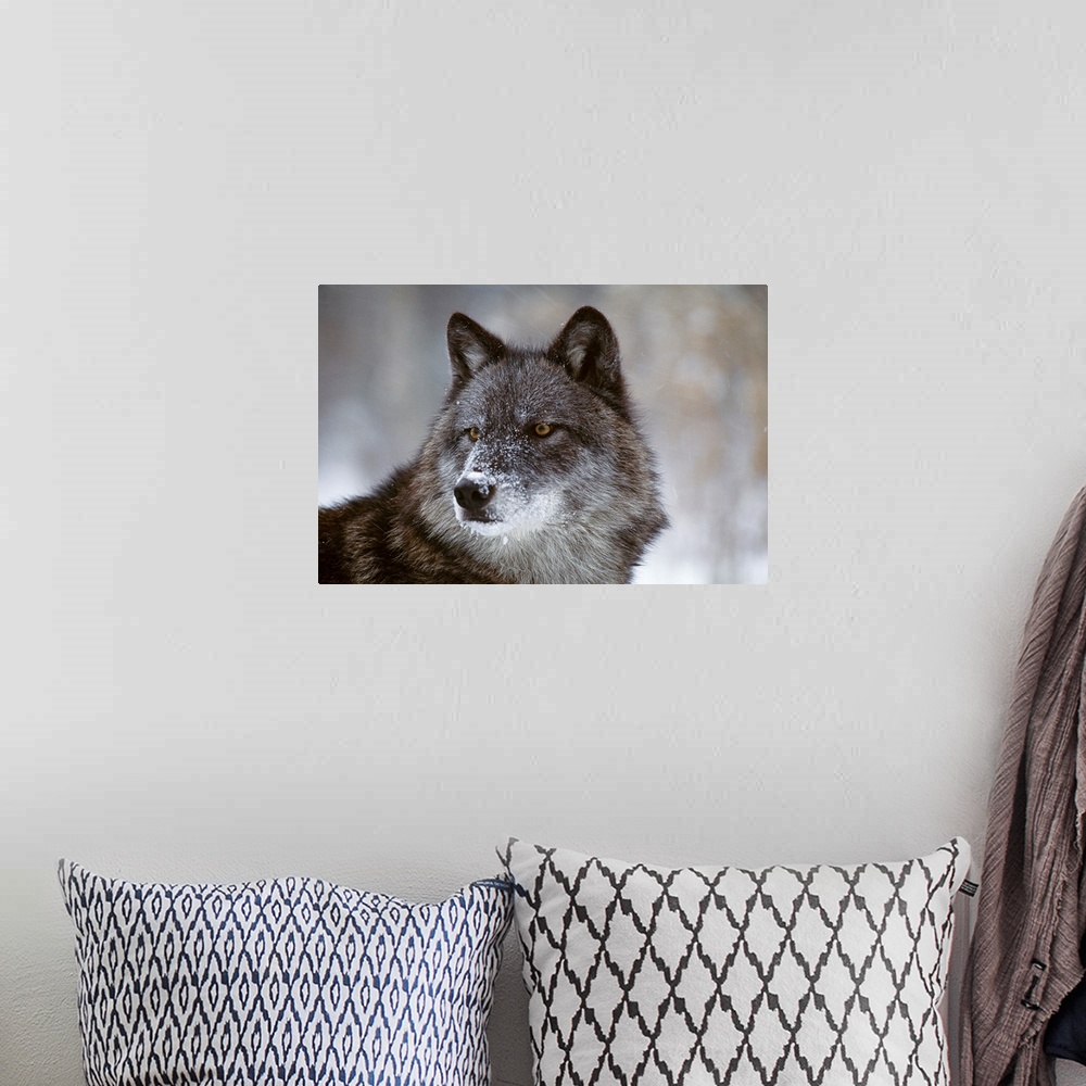 A bohemian room featuring Picture taken closely of a wolf that is staring intently at an object out of view.