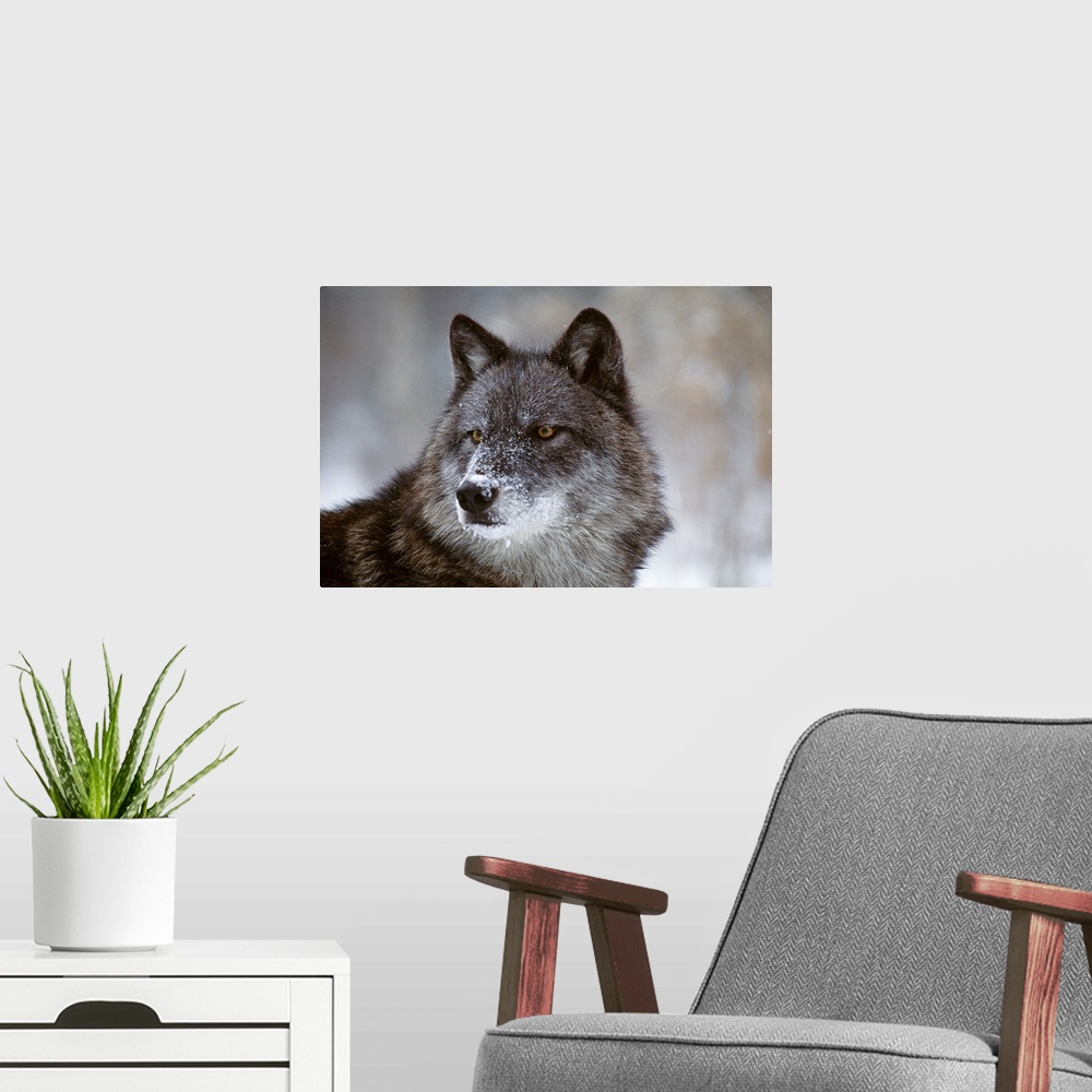 A modern room featuring Picture taken closely of a wolf that is staring intently at an object out of view.
