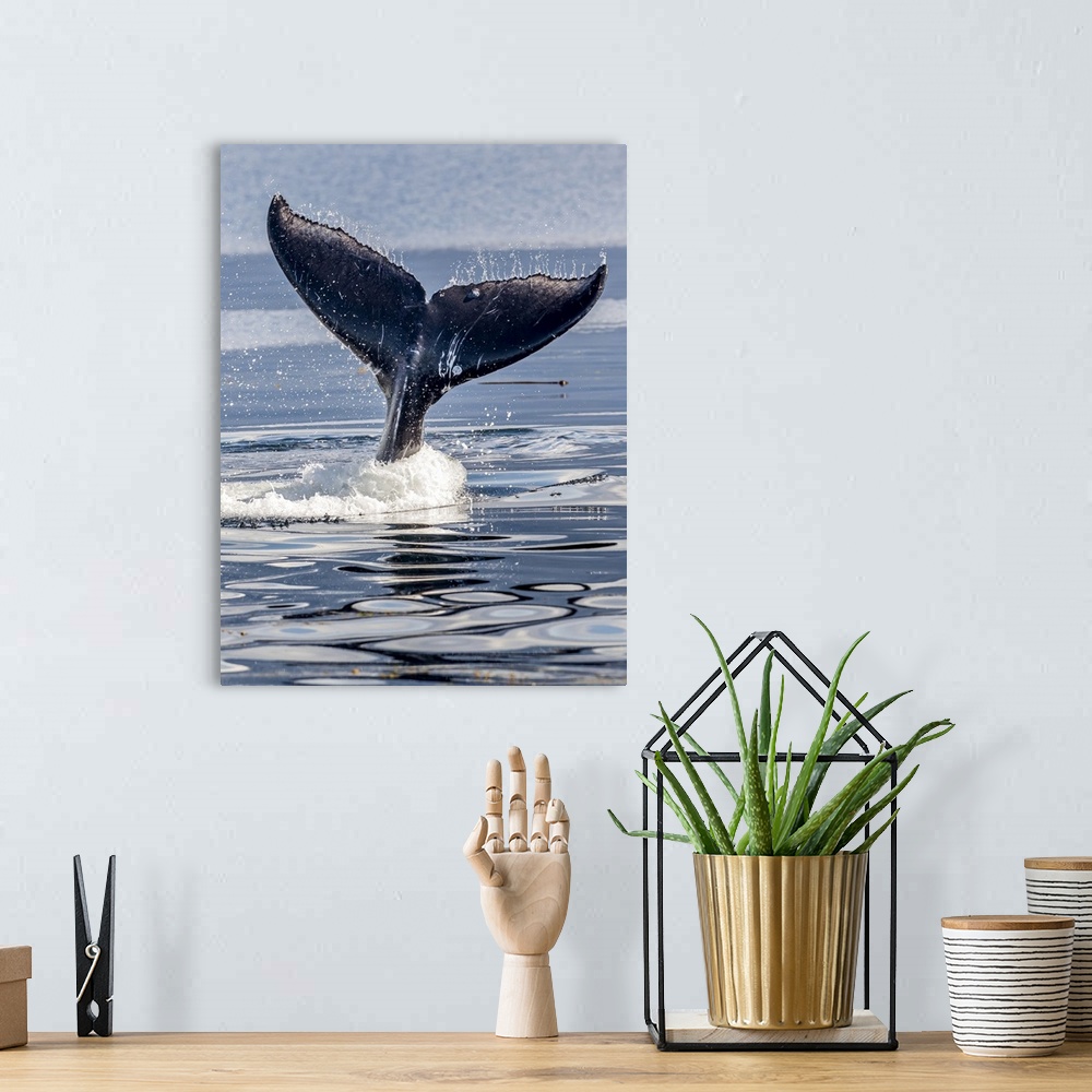 A bohemian room featuring USA, Alaska, Glacier Bay National Park, humpback whale (Megaptera novaeangliae) flukes