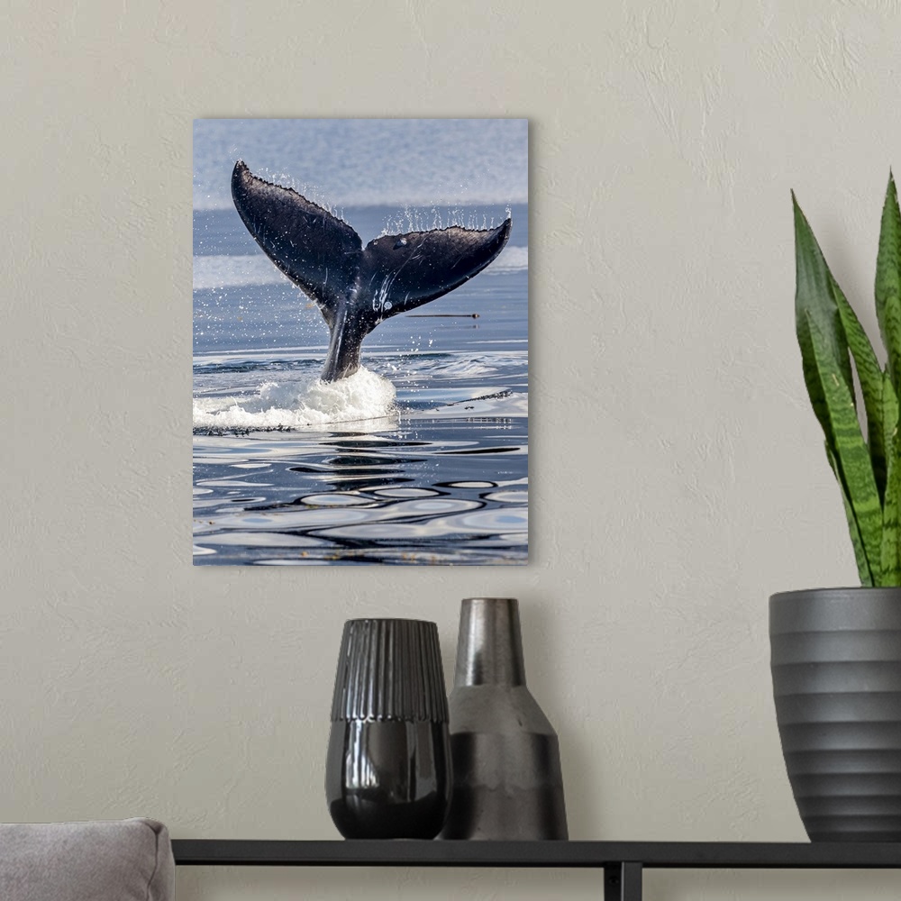 A modern room featuring USA, Alaska, Glacier Bay National Park, humpback whale (Megaptera novaeangliae) flukes