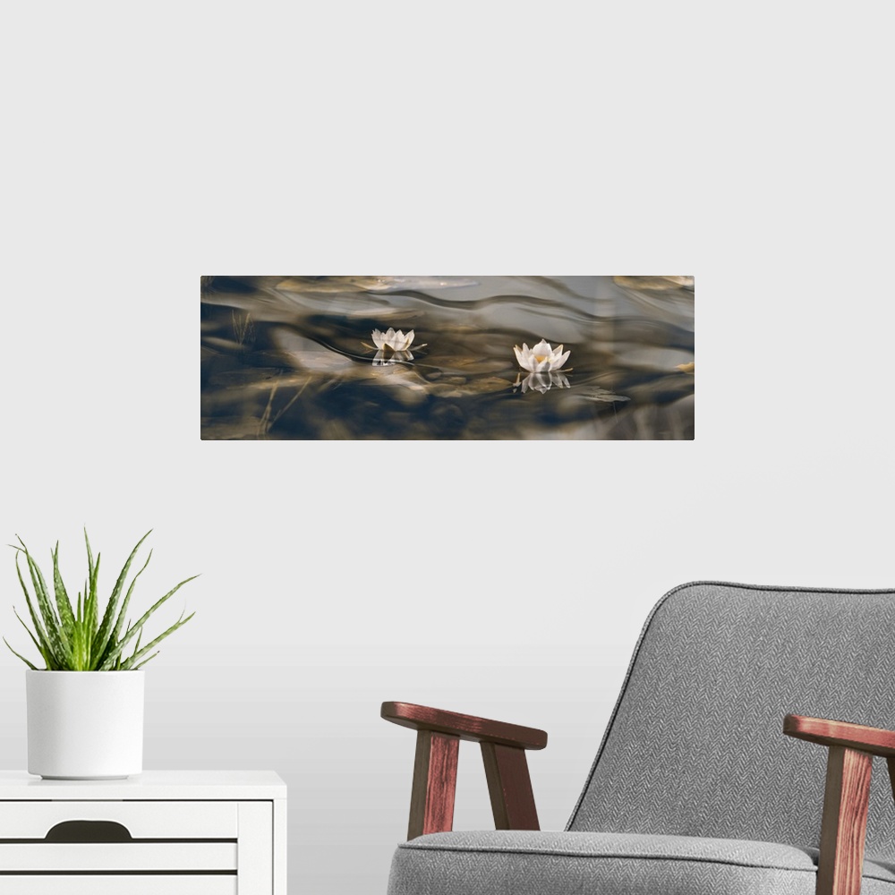 A modern room featuring Creative edit of several images. One abstract macro and some of water lilies.