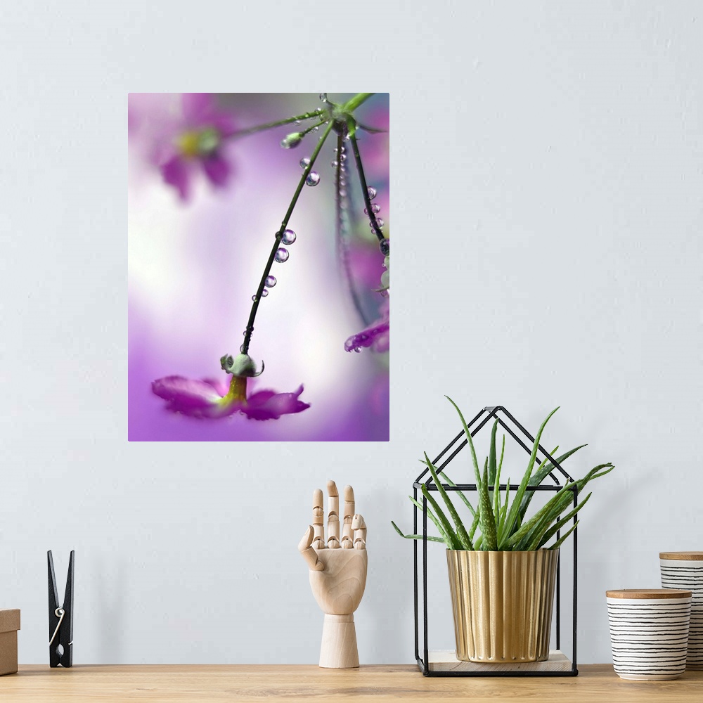 A bohemian room featuring Fine art photograph of water droplets lining the stems of long purple flowers with a shallow dept...