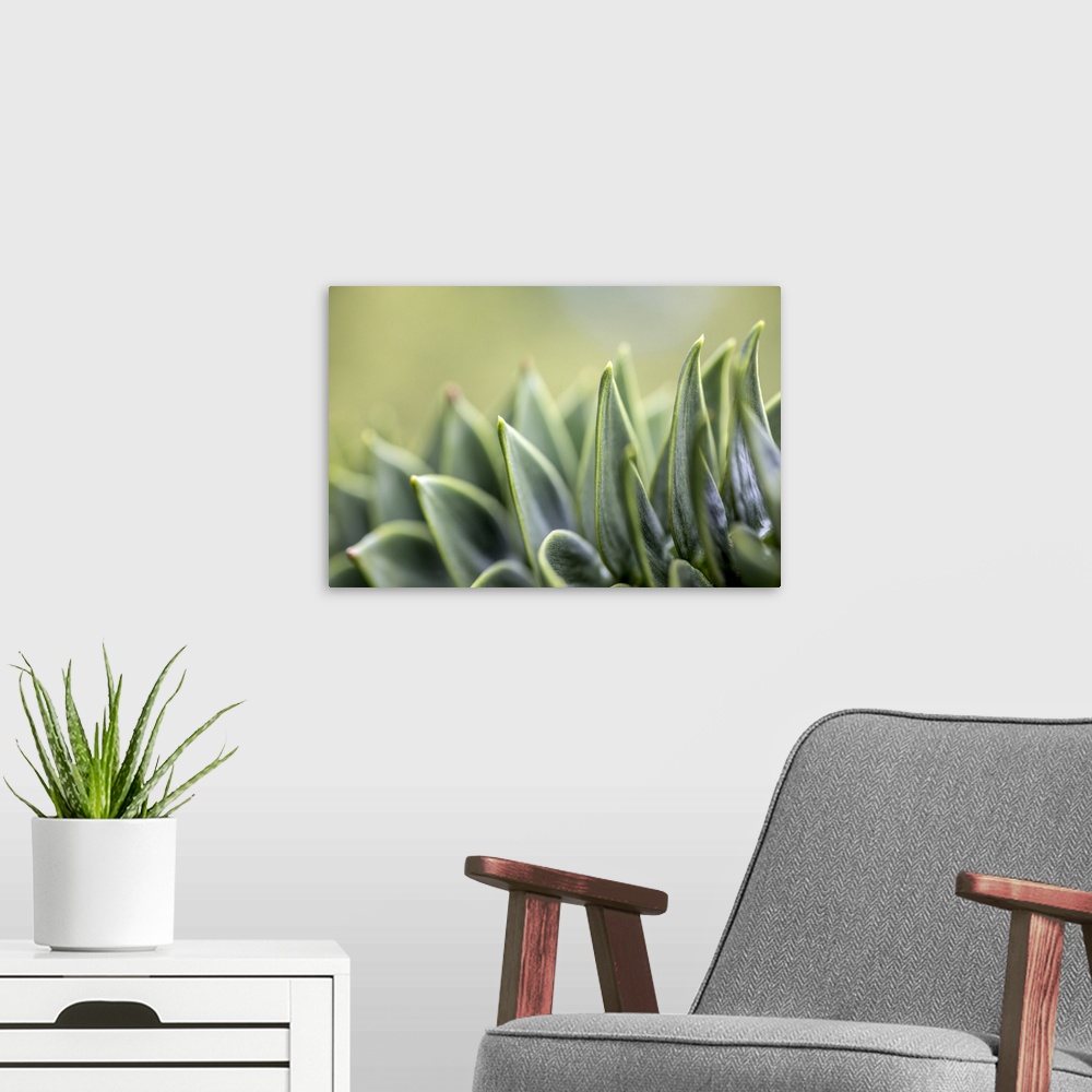 A modern room featuring Close-up of succulent
