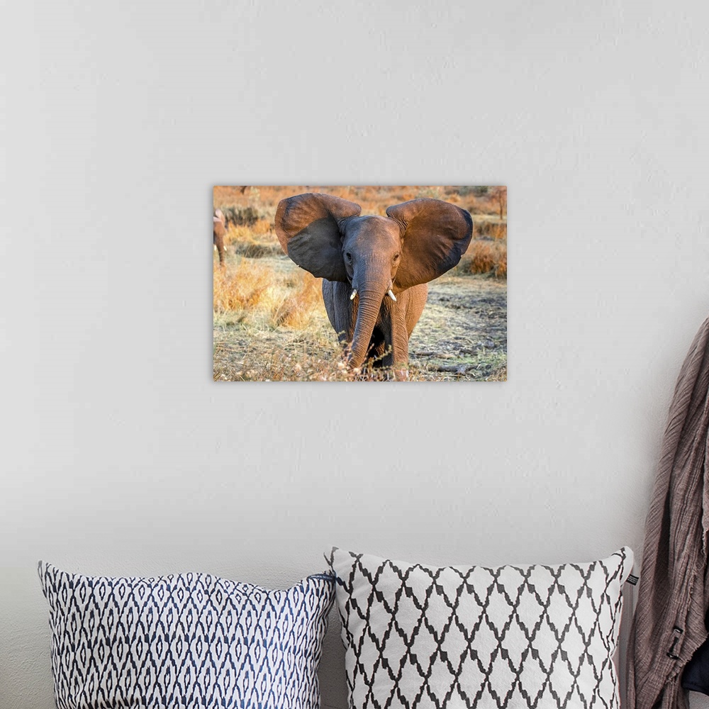 A bohemian room featuring A young elephant with adorable large round ears.