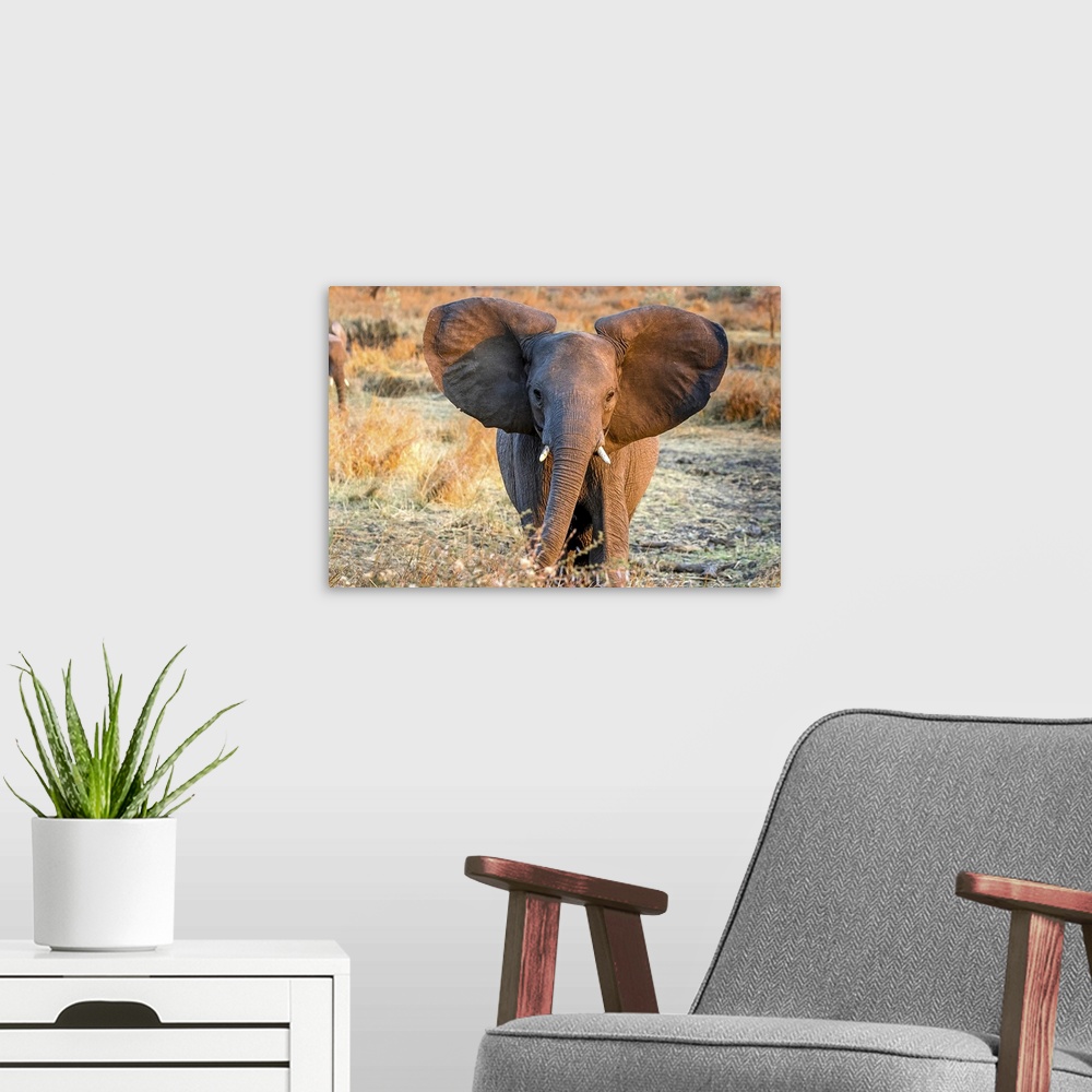 A modern room featuring A young elephant with adorable large round ears.