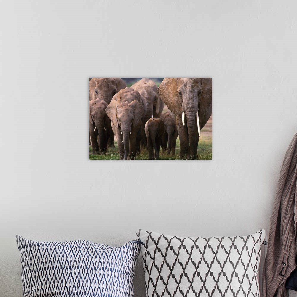 A bohemian room featuring AFRICAN ELEPHANTS