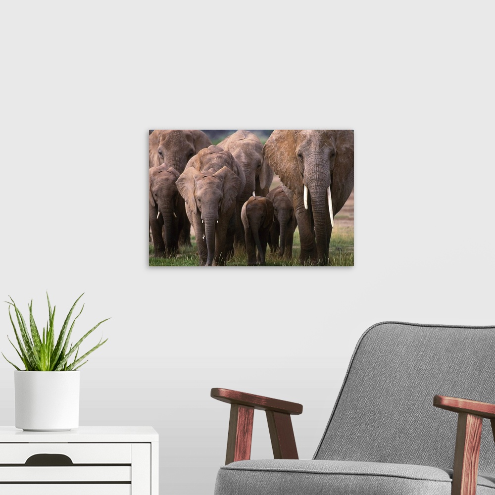 A modern room featuring AFRICAN ELEPHANTS