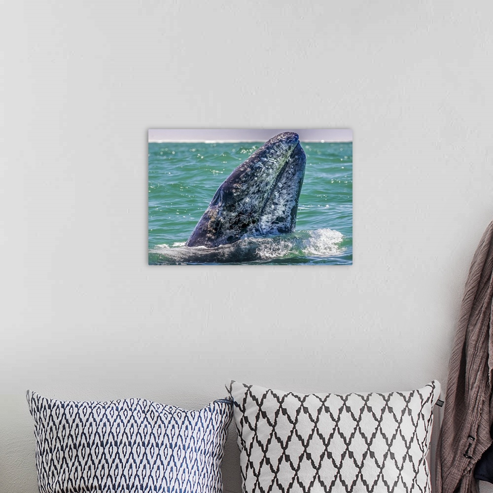 A bohemian room featuring Gray whale surfaces, Baja California Sur, Mexico