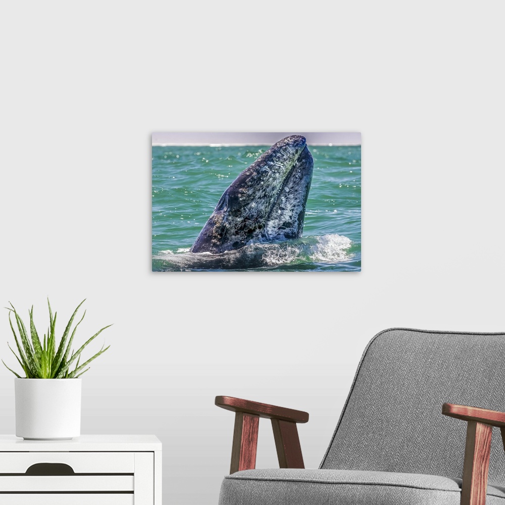 A modern room featuring Gray whale surfaces, Baja California Sur, Mexico