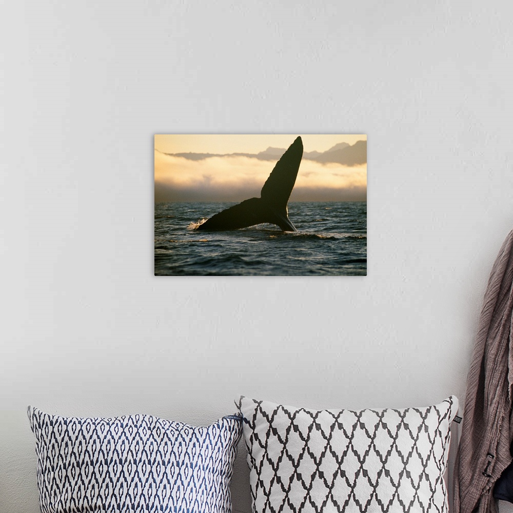 A bohemian room featuring Humpback whale, Tongass National Forest, Alaska