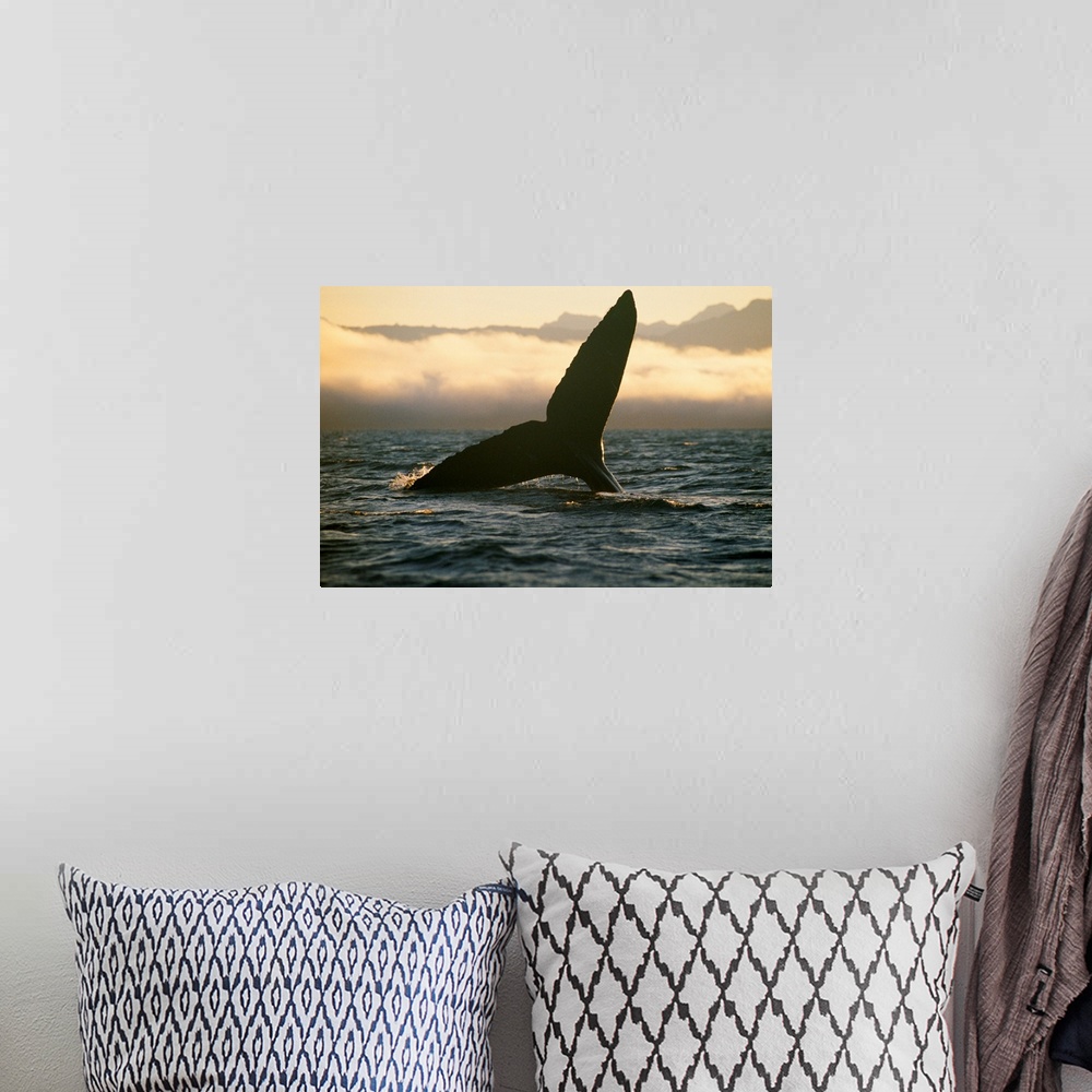 A bohemian room featuring Humpback whale, Tongass National Forest, Alaska