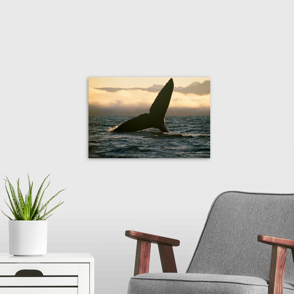 A modern room featuring Humpback whale, Tongass National Forest, Alaska