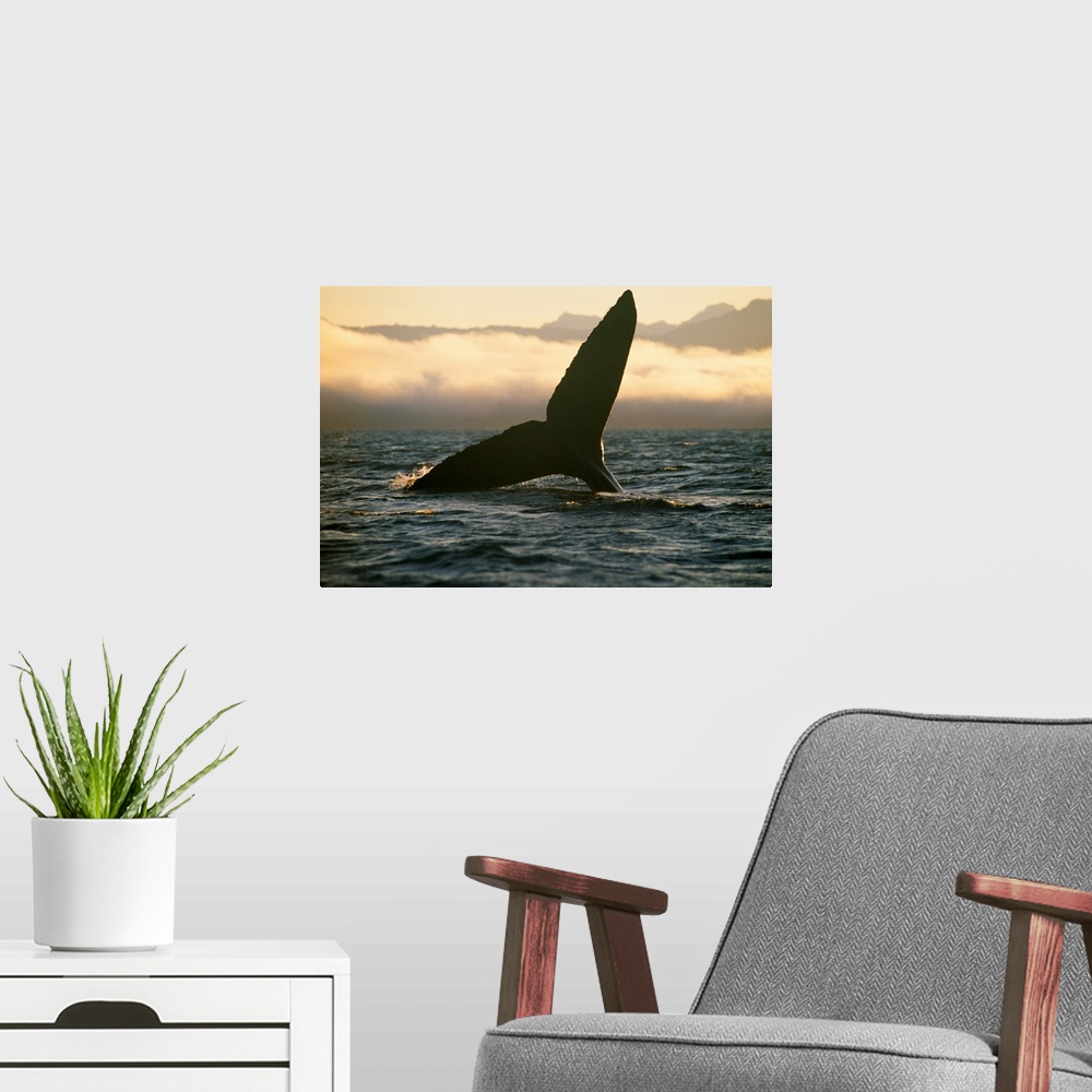 A modern room featuring Humpback whale, Tongass National Forest, Alaska