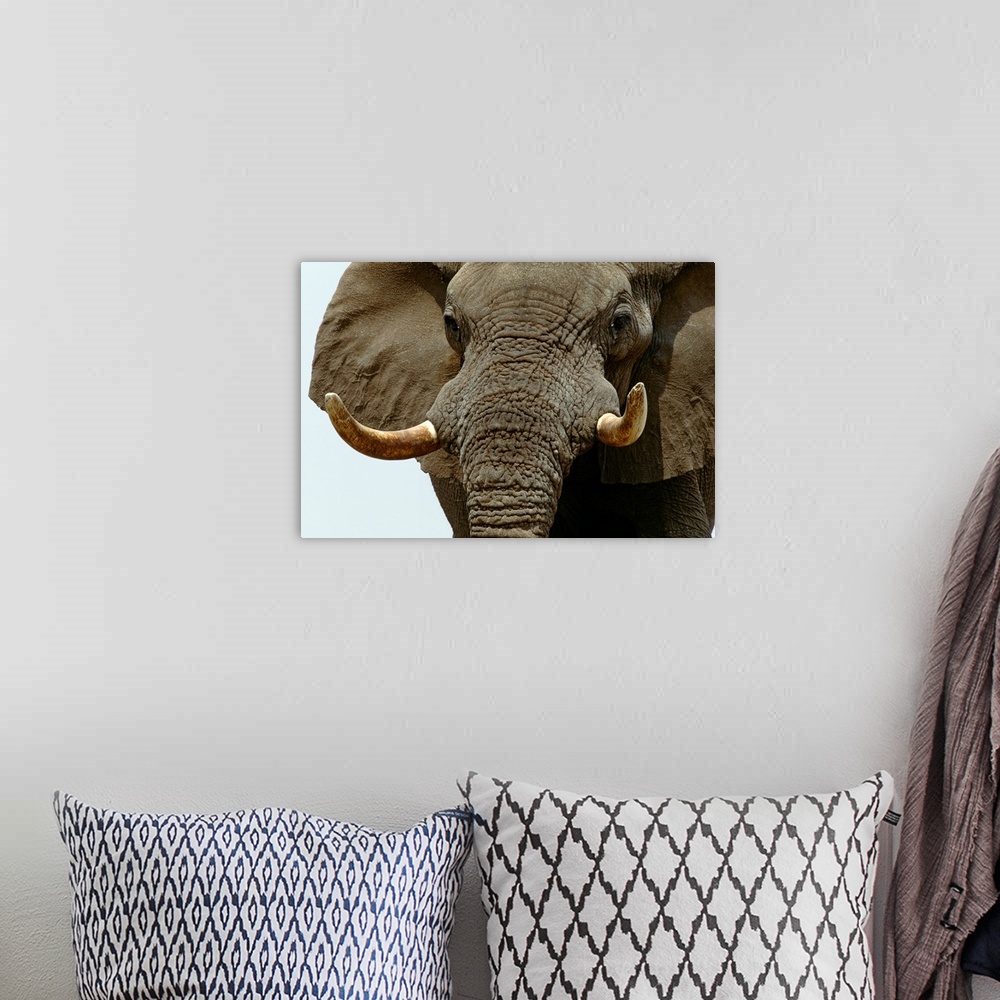 A bohemian room featuring African Elephant, Etosha National Park, Namibia