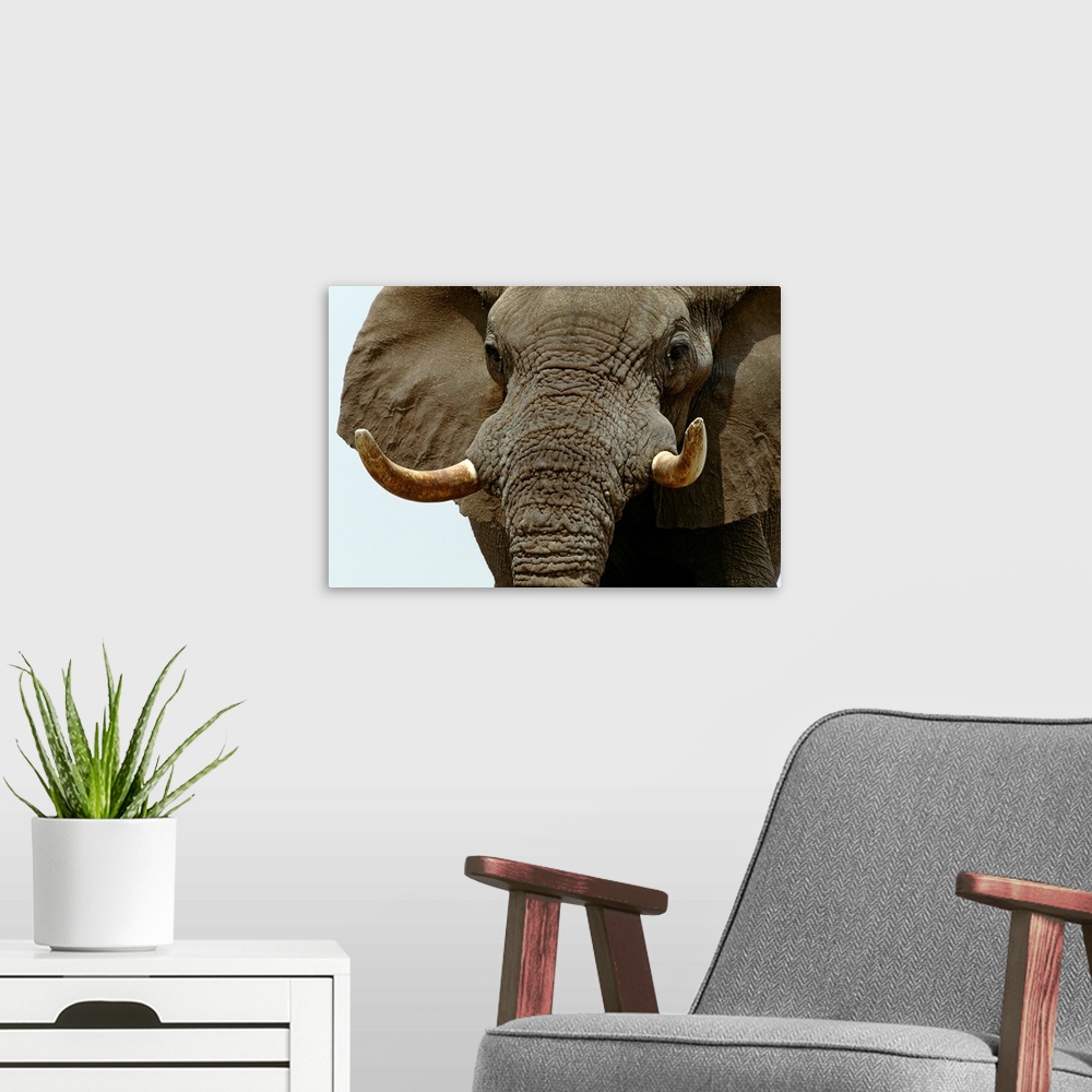A modern room featuring African Elephant, Etosha National Park, Namibia