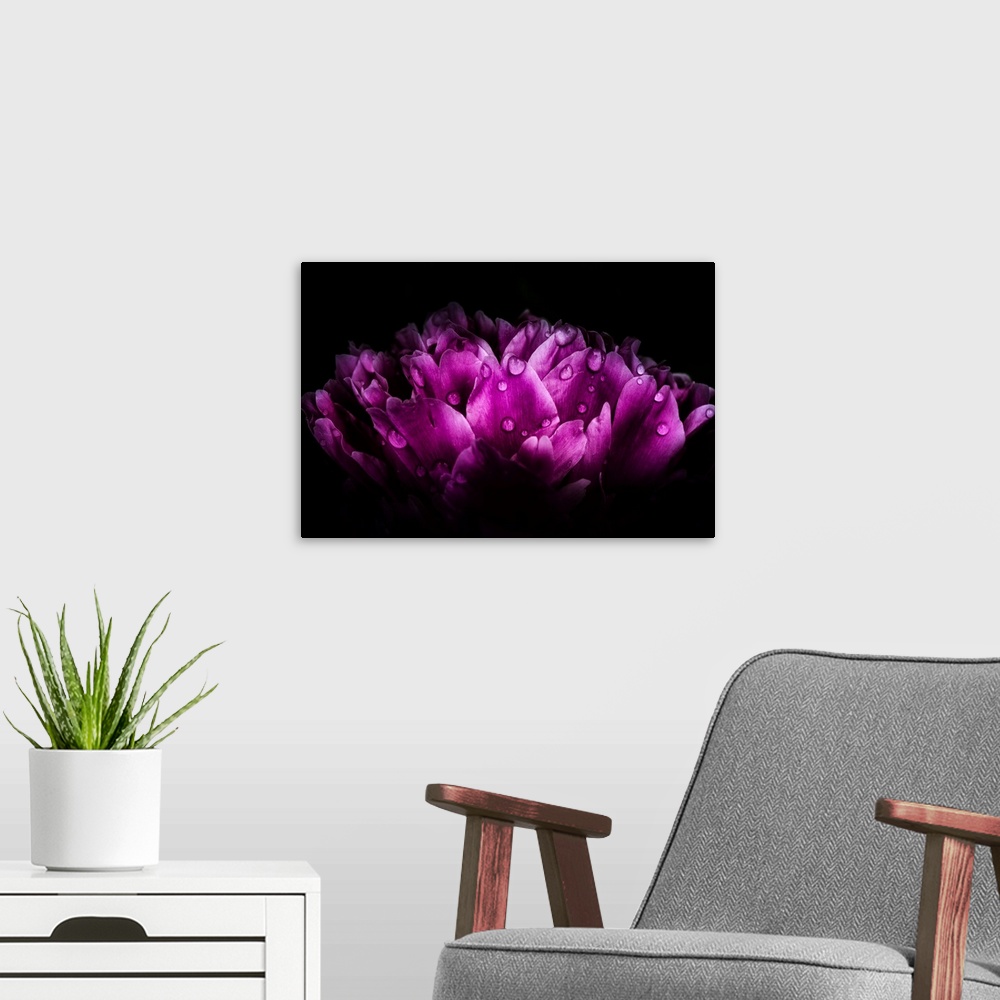 A modern room featuring Close-up peony with dew drops