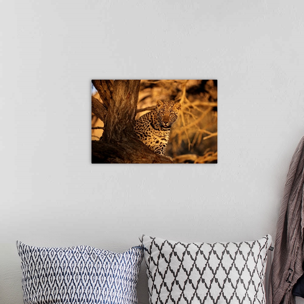 A bohemian room featuring Leopard, Kalahari Desert, South Africa