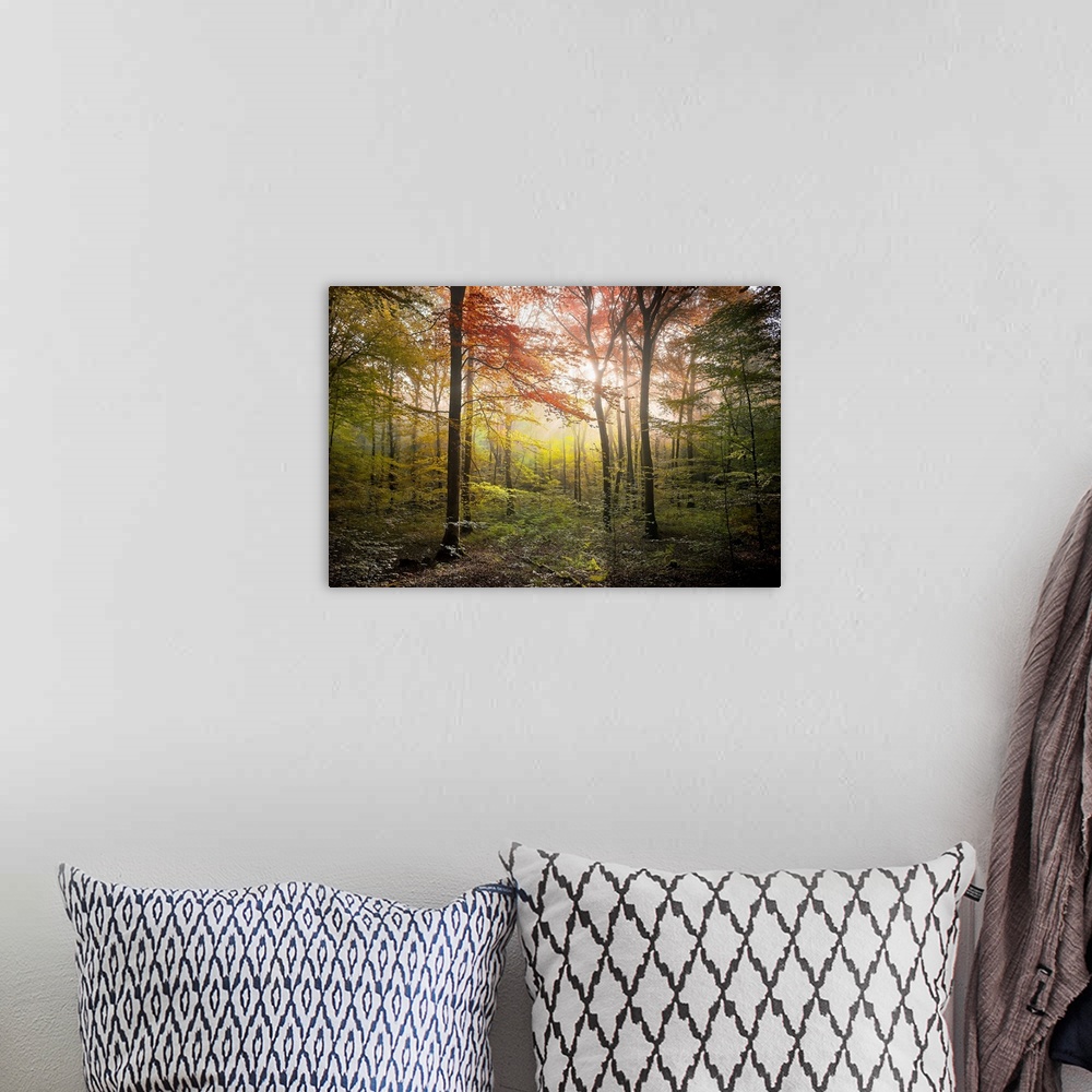 A bohemian room featuring Fine art photo of a forest in the fall with glowing afternoon light.