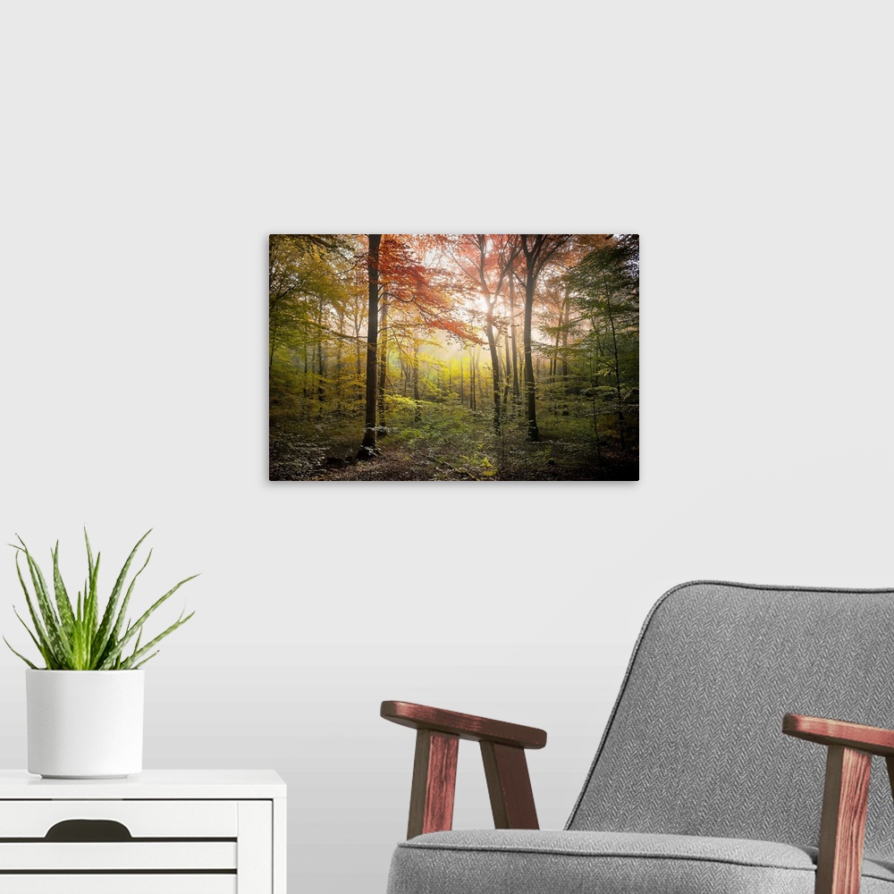 A modern room featuring Fine art photo of a forest in the fall with glowing afternoon light.