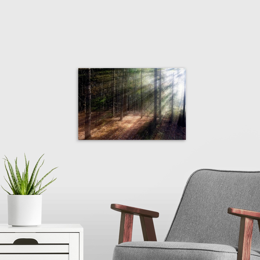 A modern room featuring Morning sunlight peering through the trees in a forest, Acadia National Park, Maine.