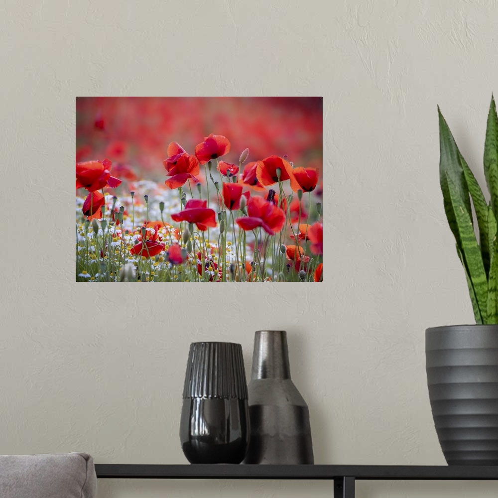 A modern room featuring An image of a group of poppies in a meadow by the sea along the Mediterranean coast of Tuscany.
