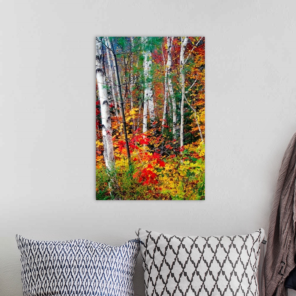 A bohemian room featuring Photograph of tall pale tree barks surrounded by fall foliage.
