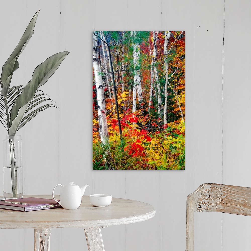 A farmhouse room featuring Photograph of tall pale tree barks surrounded by fall foliage.