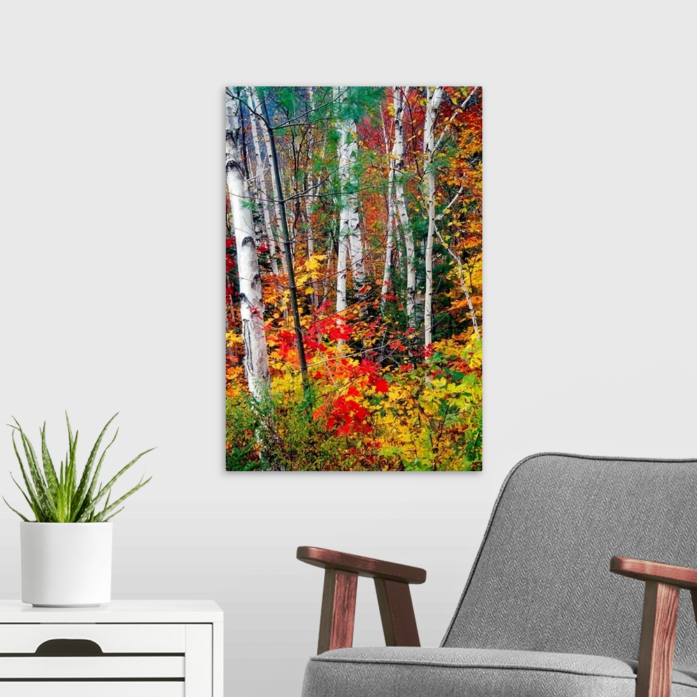 A modern room featuring Photograph of tall pale tree barks surrounded by fall foliage.