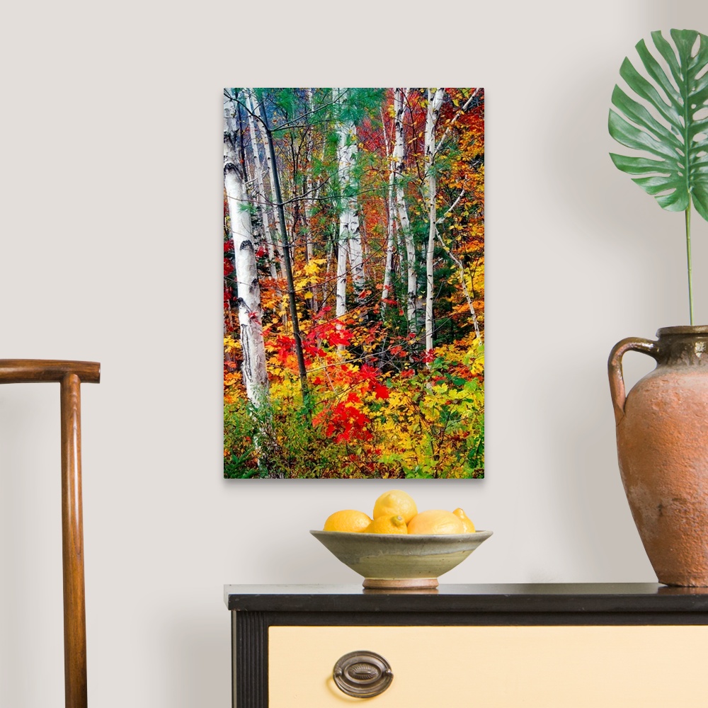 A traditional room featuring Photograph of tall pale tree barks surrounded by fall foliage.