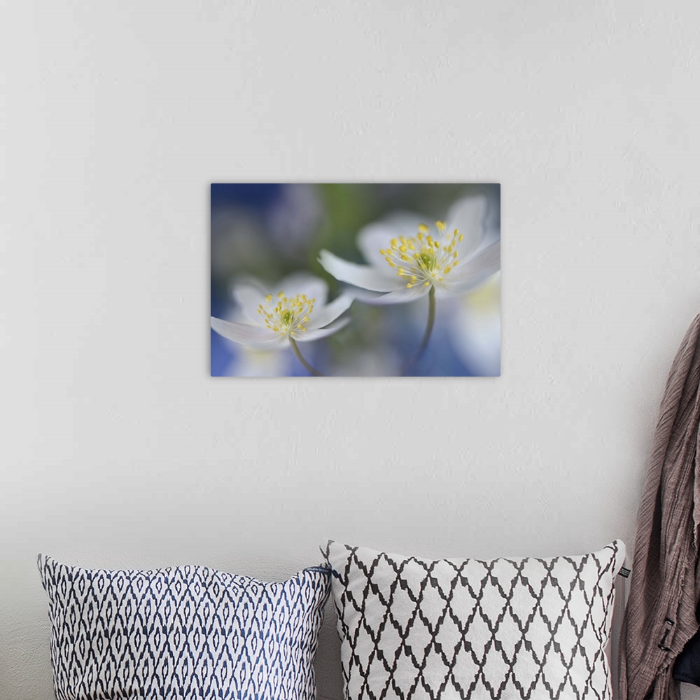 A bohemian room featuring Two small white flowers on a bokeh background.
