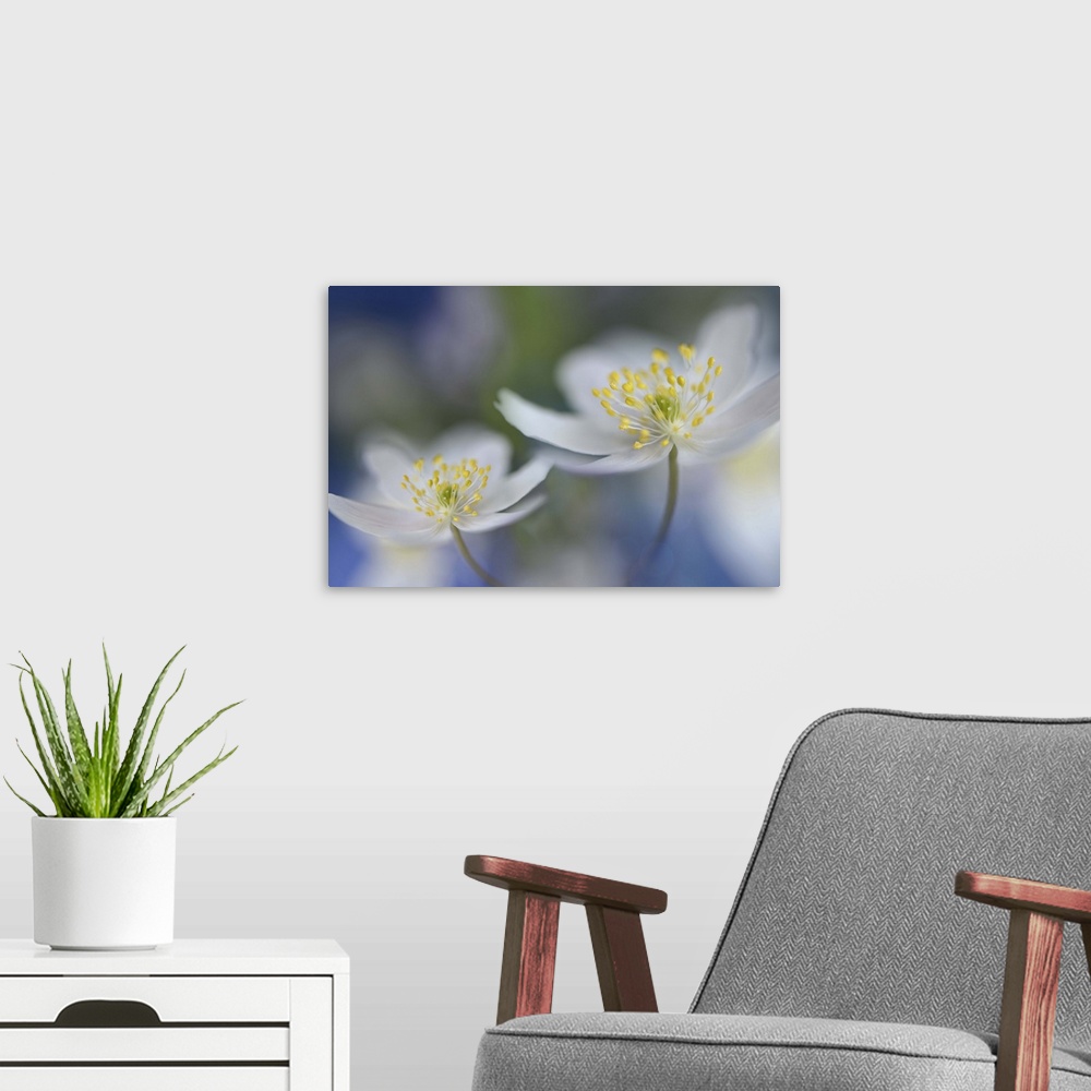 A modern room featuring Two small white flowers on a bokeh background.