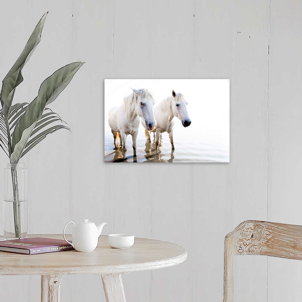 A farmhouse room featuring Photograph of two white horses standing in shallow water with ripples and a blown out background.